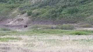 Медведи возле села Тиличики. Видео снято Перовым Виктором в июне 2021 г.