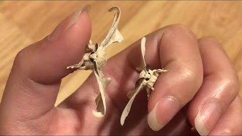 Silk moths are cute