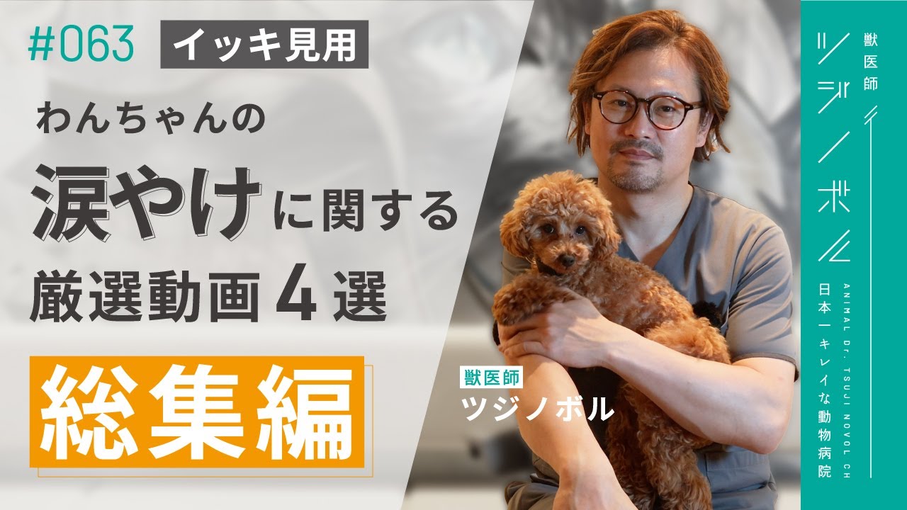 【涙やけ改善】1割の人だけが知っている涙やけの真実【獣医師ツジノボル】