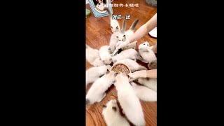 Guess how many Kittens there are by Fairy Elf Dolls 1,258 views 1 year ago 3 minutes, 23 seconds