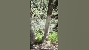 #القرآن_الكريم #سورة_القدر #سعد_الغامدي