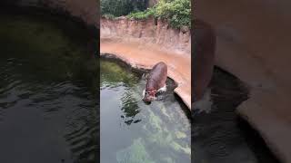 Hippo Takes a Barrel Roll Dive in Pool