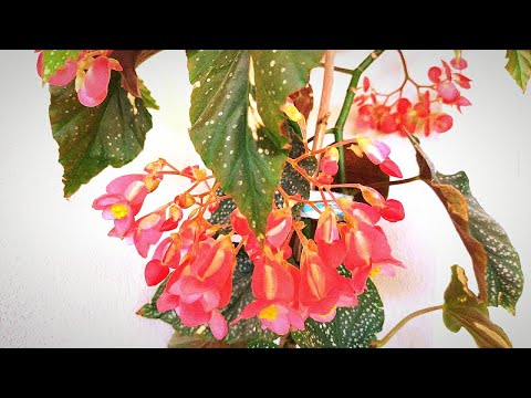 Video: Begonia Baxımı