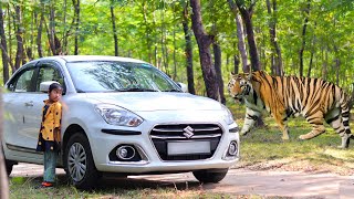 tiger attack man in the forest | tiger attack in jungle, royal bengal tiger attack