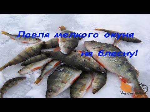 Ловля мелкого окуня или кошкина радость