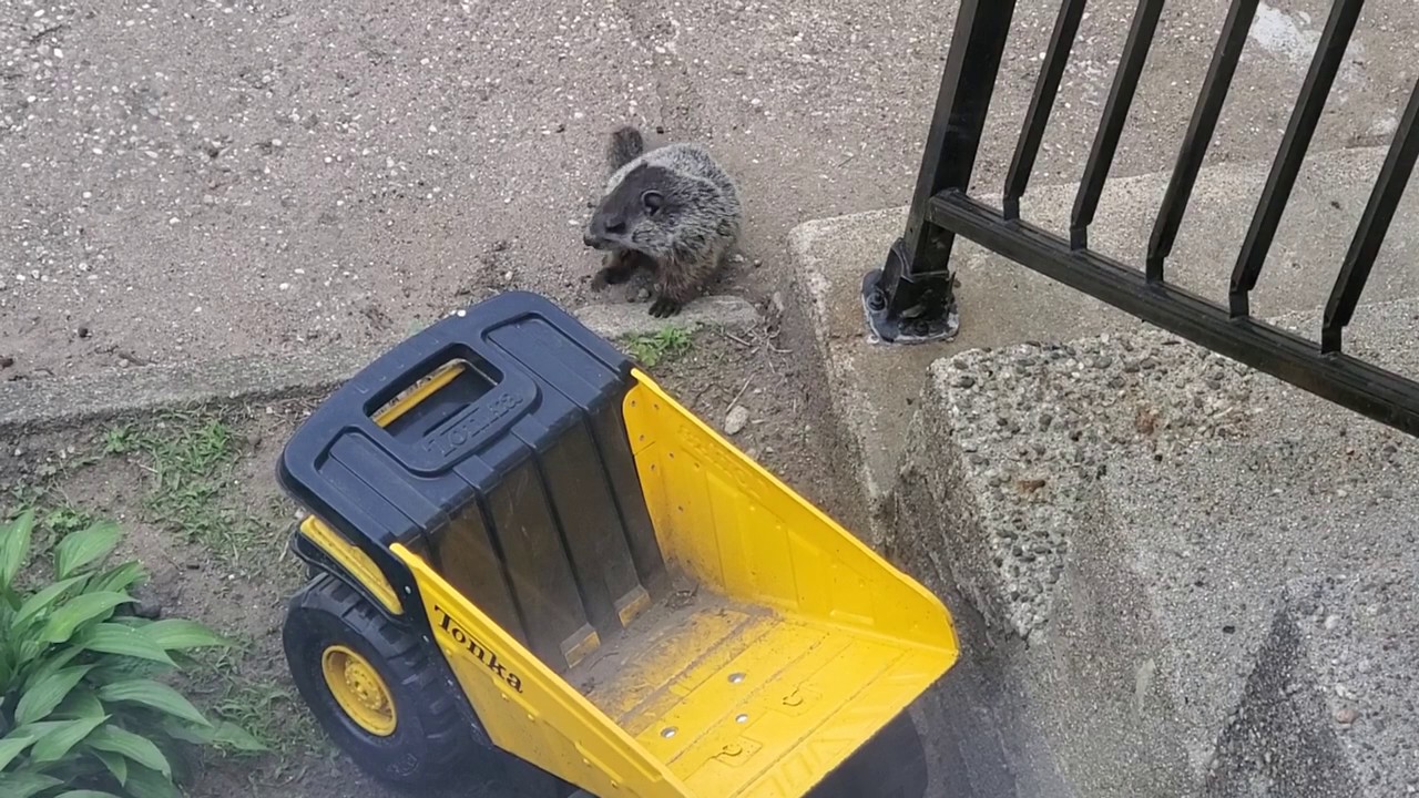 Groundhog in my Yard Wednesday June 10, 2020 YouTube