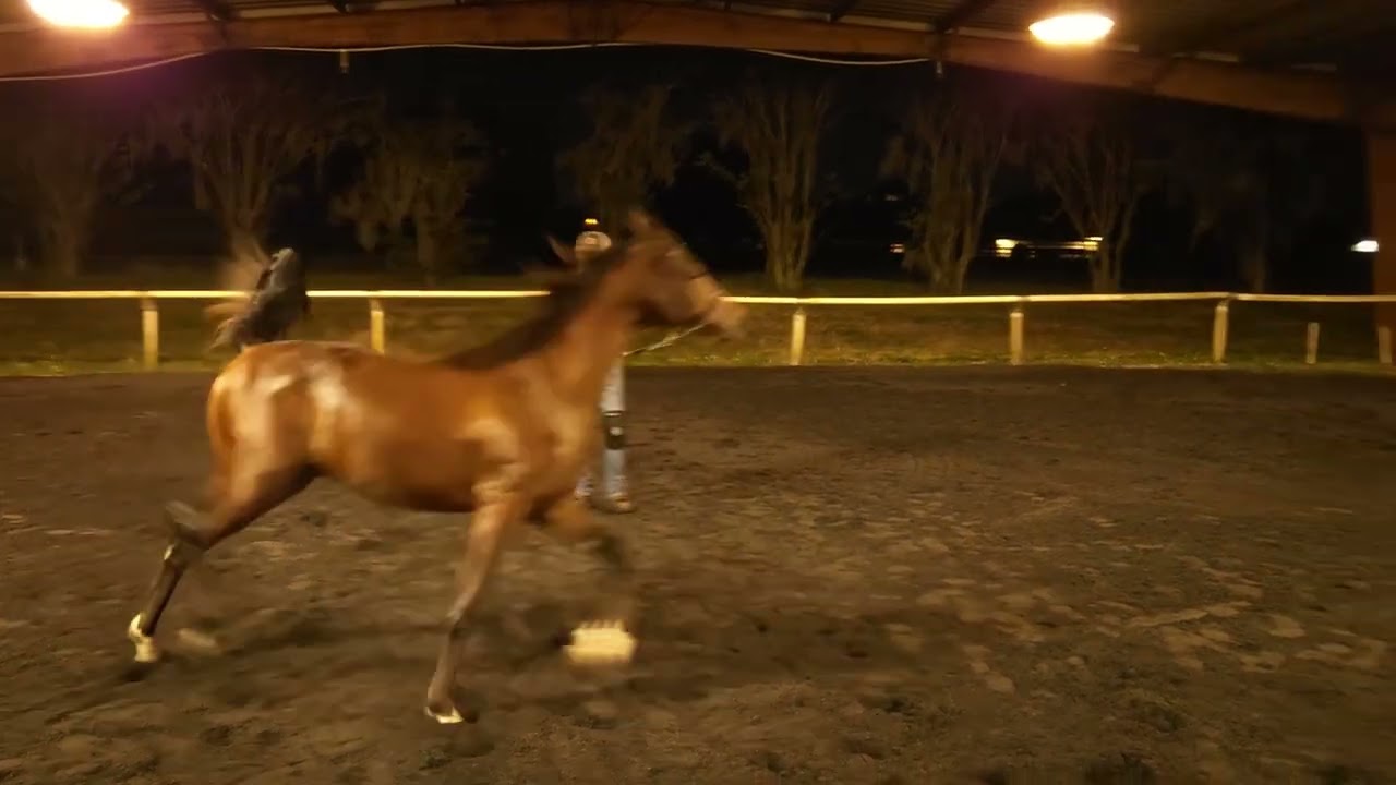 Noor al Khail 09-20-2025