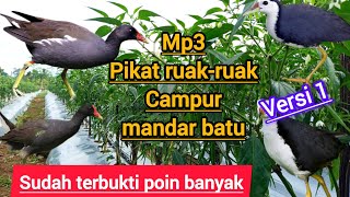 Mp 3 Suara Pikat ruak-ruak tunggal kombinasi mandar batu suara jernih untuk jaring malam VERSI 1
