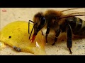 Бджола п'є мед. Відео з близька.