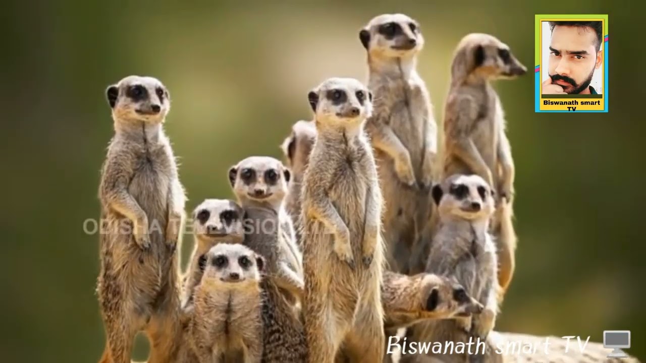 special story flat Animals