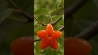 #shorts #asmr #timelapse #fruit #satisfying #ai #viral