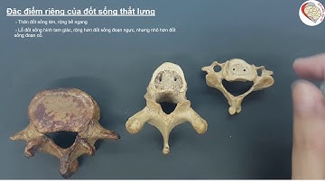 Đặc điểm giải phẫu của đốt sống thắt lưng