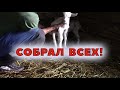 Она не вернулась 45 - Немного из последних окотов.