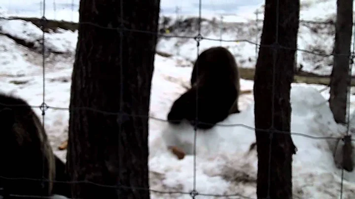 Bears on Grouse Mountain