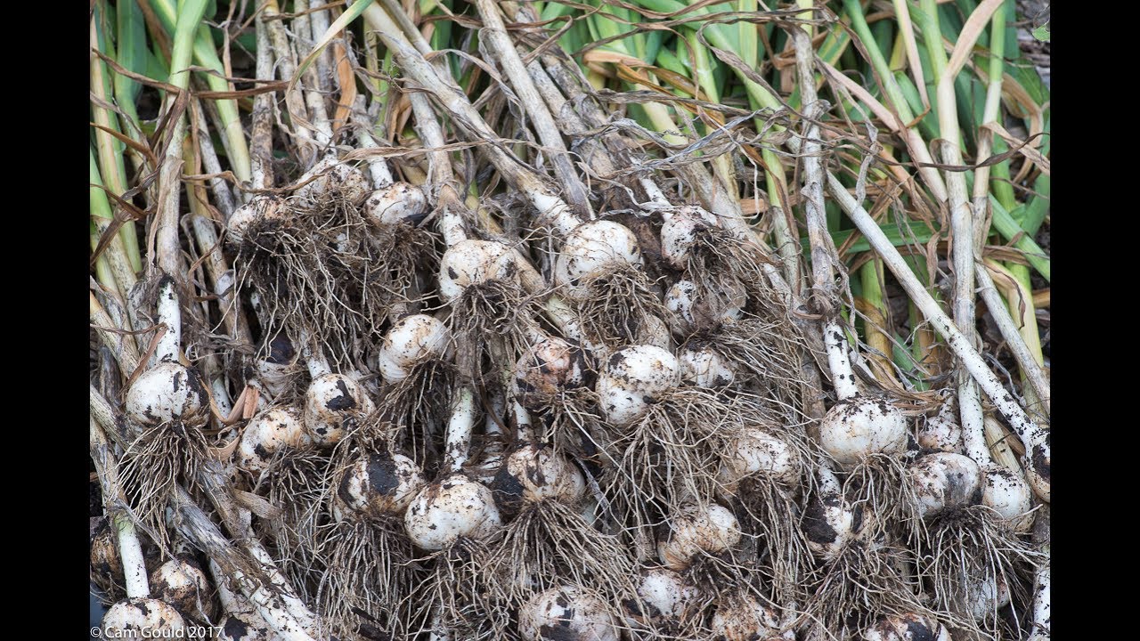 How to Harvest and Store Garlic - YouTube