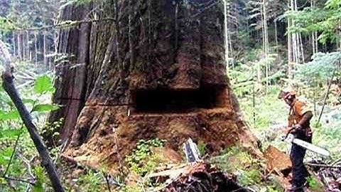 10 Most Dangerous Giant Tree Felling Cutting Down with Chainsaw Machine