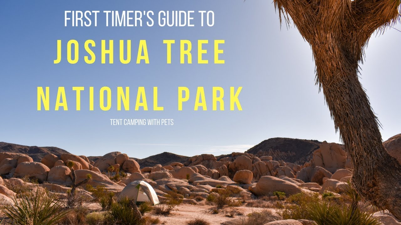 Joshua Tree Firsttimers take on Tent Camping in the California Desert