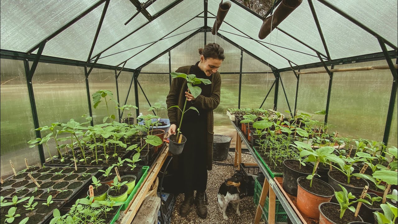 Manejo de la Temperatura en el Invernadero - Habas con Jamón y Mas Pollitos - Día en la Vida