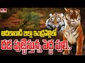 Tiger spotted in Indravelli, Adilabad