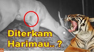 Kijang terluka digigit harimau ? Rekaman Kamera Trap di Hutan Sumatera