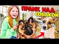 ПРАНКАНУЛИ ЛАКИ! РЕАКЦИЯ ЛАКИ на НОВОГО ПСА! Милана на РАДИО в ЭФИРЕ!