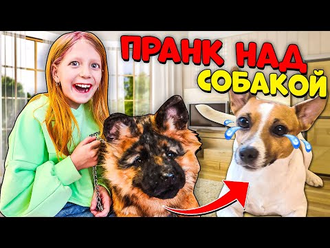 ПРАНКАНУЛИ ЛАКИ! РЕАКЦИЯ ЛАКИ на НОВОГО ПСА! Милана на РАДИО в ЭФИРЕ!