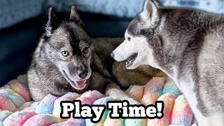 My Dogs Go CRAZY Playing In The Living Room!