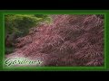 Japanese Maple Collection | Volunteer Gardener