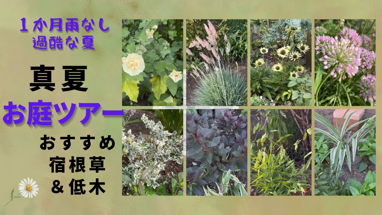 《日照り・猛暑真っ只中／これがリアル真夏のお庭ツアー》真夏もキレイおすすめ宿根草＆低木／連日猛暑続きの庭はどうなっているか？夏庭の現状と現実　#PWアンバサダー