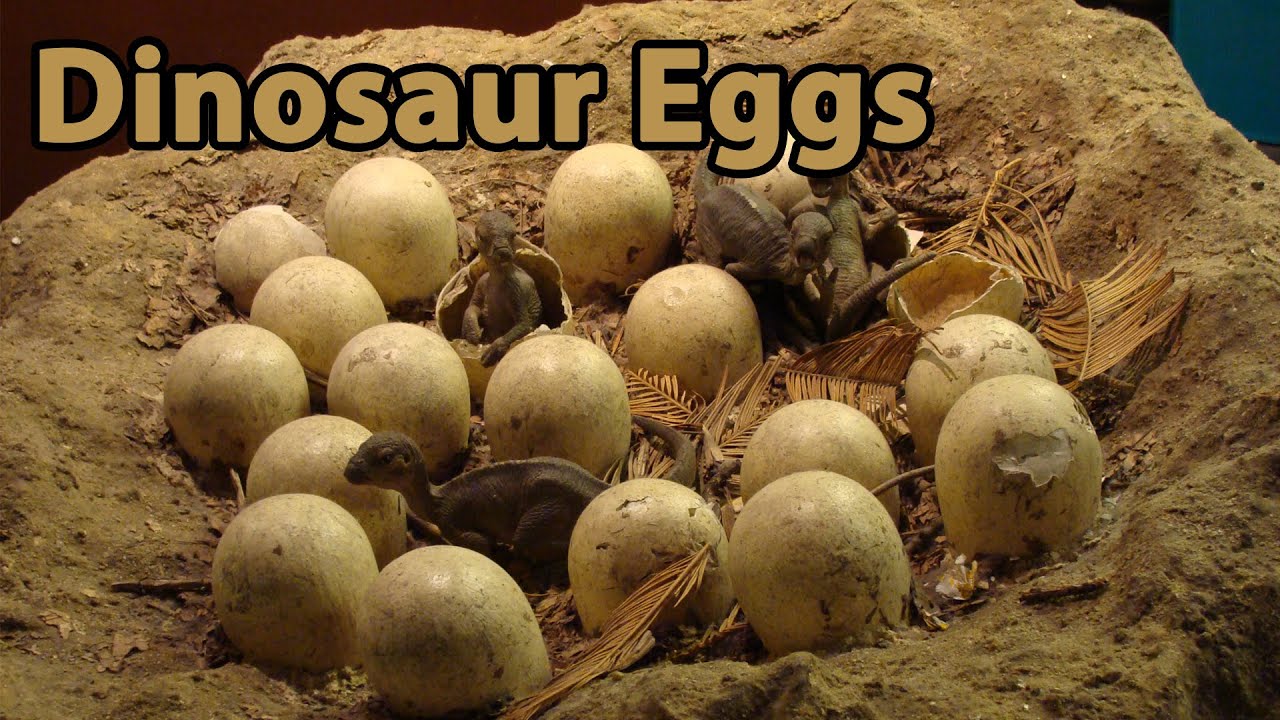 Dinosaur eggs real Dinosaur Fossils