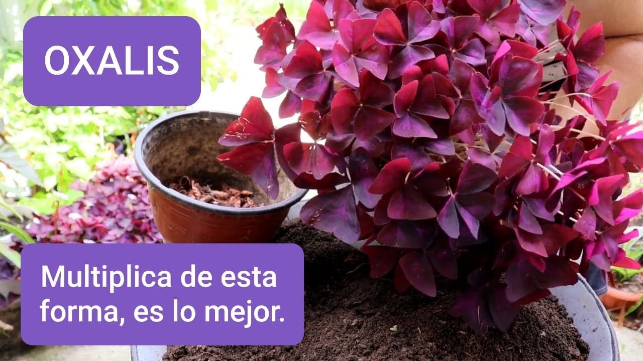Como y Cuando MULTIPLICAR o REPRODUCIR el OXALIS TRIANGULARIS de manera facil y sencillo