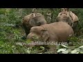 Capturing a wild injured Elephant in Karnataka forests, for treatment