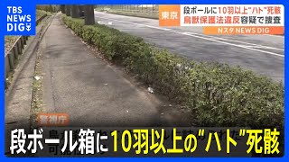 段ボール箱に10羽以上の“ハト”死骸　何者かが殺し放置か　東京・多摩市　警視庁｜TBS NEWS DIG