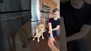 Hands In Challenge With My Guide Dog 