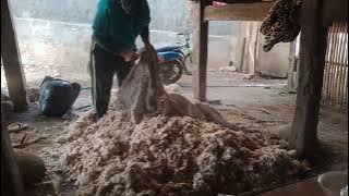 kasur kapuk yang tipis kurang isi di servis agar bisa tebaL