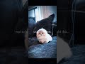 Dil mera senti hai... 🥺💔 Is he the cutest singer or what?#KittenLove #KitheRehGaya #shorts