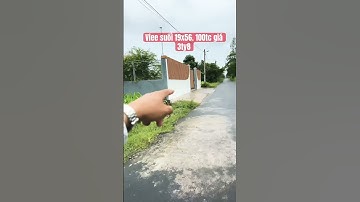 Suối nghệ huyện châu Đức BRVT #bbds #batdongsan #bdsdainam