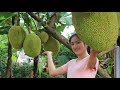 Jack Fruit in My Grandfather Garden - Jack Fruit with Chicken cooking by countryside life TV.