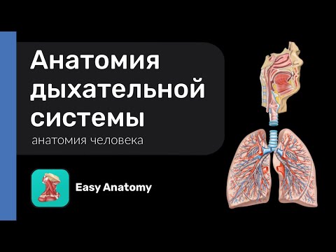 Введение в анатомию дыхательной системы