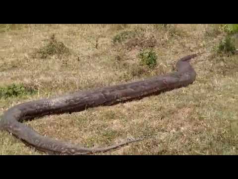 Giant python sighting in Masai Mara Kenya