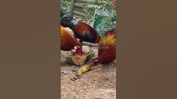 Red jungle fowl #ไก่ป่า #ayamhutan #junglefowl #junglebirds #redjunglefowl
