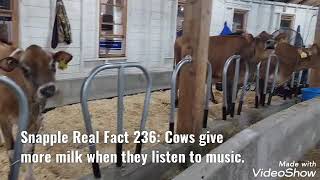 World's Largest Round Barn and Cow Related Snapple Facts