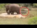 Mother elephant save her baby from  big crocodile wild animals