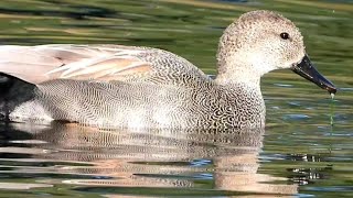 Gadwall at Crystal Springs Rhododendron Garden by Sharmin Ritterson 66 views 1 month ago 2 minutes, 53 seconds