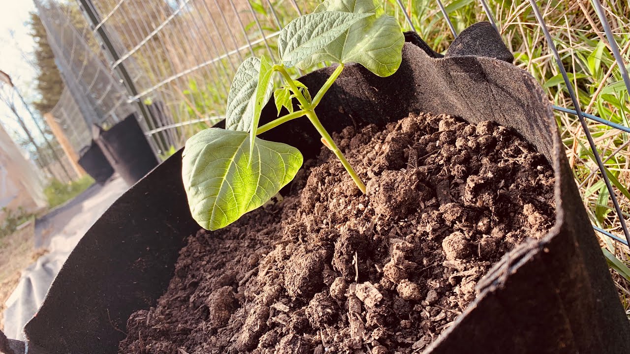 Container gardening pole beans YouTube