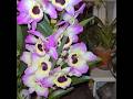 Dendrobium Nobile 'Sunny eyes', big bloomed, fragrant orchid which rebloomed well on the windowsill