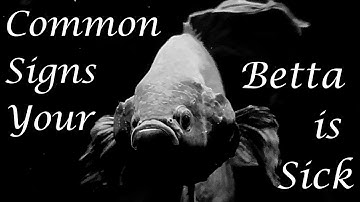 Common Signs Your Betta is Sick