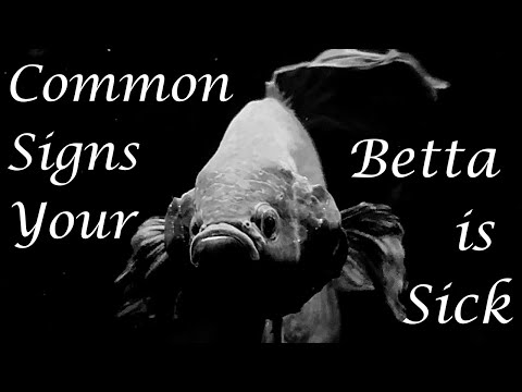 Common Signs Your Betta is Sick