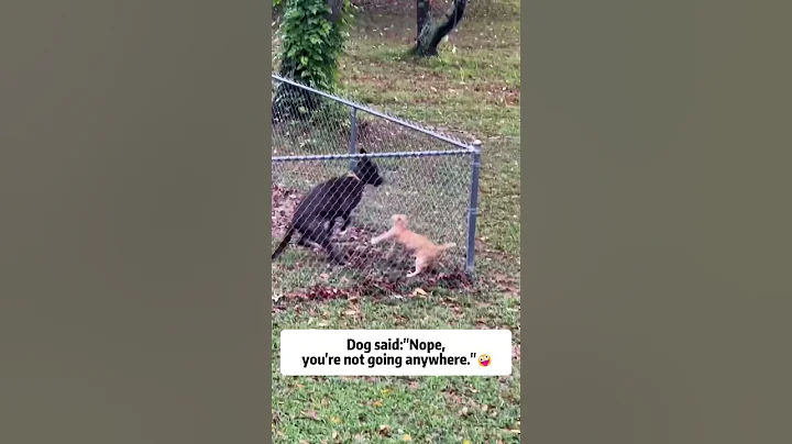 Watch the video about Cats hate dogs because of this🤣#dogbehavior #catreaction #funny #pets #foryou #fyp #dogandcat