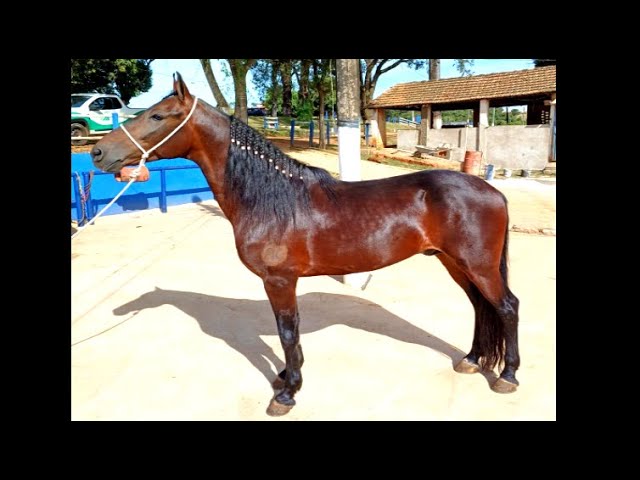 😆 Já viu um cavalo sorrindo?! - Agropecuária Querência